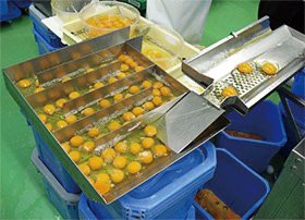 業務用液卵の写真