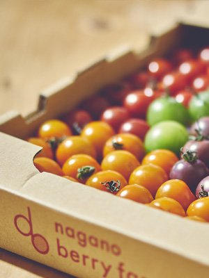 マチルダ取扱商品 カラフルミニトマト