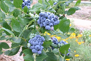 美里町のブルーベリー