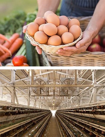 自然豊かな養鶏場で育てた親鶏から産まれる、新鮮さにこだわった卵