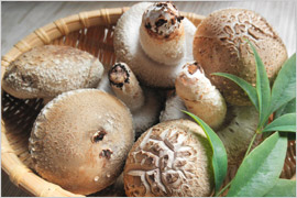 ボリューム満点の生椎茸