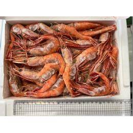 ロシア産　南蛮エビ（甘エビ）　2L　1kg×12入