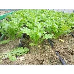 わさび菜