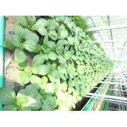 青梗菜