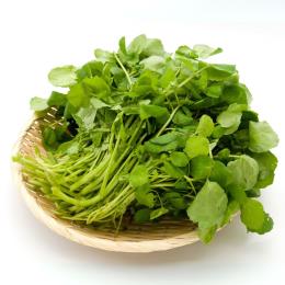 �T���_�N���\��