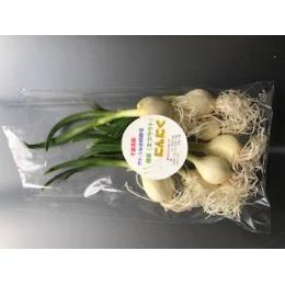 発芽にんにく（ニンニクスプラウト）　100ｇ　千葉県産