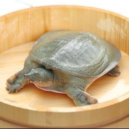琉球すっぽん