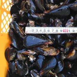 加熱用 生出荷ムール貝 １０kg宮城県産 ムラサキイガイ