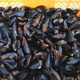 加熱用 生出荷ムール貝 ２０kg宮城県産 ムラサキイガイ