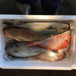 九州近海地魚おまかせ鮮魚ボックス