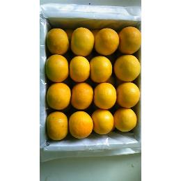 【徳島県産】もぎたて木なり完熟無農薬すだち　秀品　（１キロ30個前後）