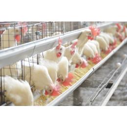 【国産親鳥】 宮城白石蔵王産「竹鶏の親鶏」骨付きモモ