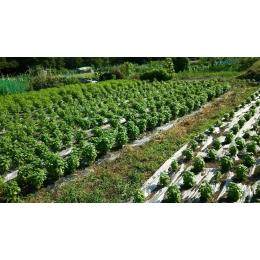 ｋｇ1500円！のお求め安い　無農薬　バジル　1ｋｇ