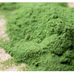 （注文後14営業日発送）業務用明日葉粉末500g