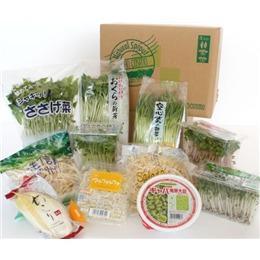【送料無料】11品のおためしスプラウト野菜セット～生産者より直送