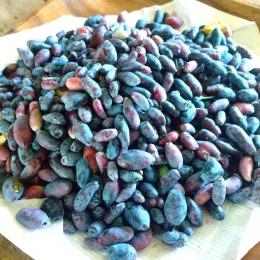 �yKIMONO FRUITS�z�Ⓚ�n�X�J�b�v�i�J�i�_�Y�j�Pkg