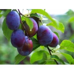 �yKIMONO FRUITS�z�Ⓚ�v���[���i����Y�j1�����i1000���j���Y�Ⓚ�v���[��((1�^kg))