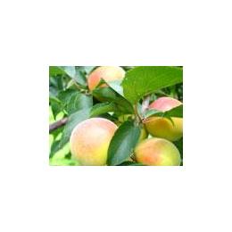 南高梅シャーベット　モンドセレクション受賞◆無料サンプル提供致します。