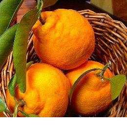 三宝柑シャーベット◆旬感覚アイス無料サンプルご提供いたします