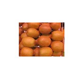 キウイシャーベット◆旬感覚アイス無料サンプルご提供いたします