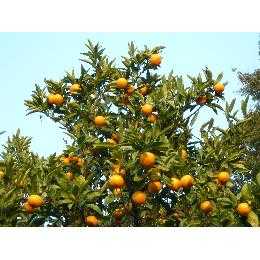 冷凍　有田みかん