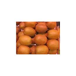 �Ⓚ�L�E�B�i�a�̎R�Y�A�j���[�W�[�����h�Y�j((1�^kg))