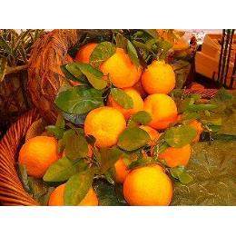 �Ⓚ�@�a�̎R�Y�I�����W((1�^kg))