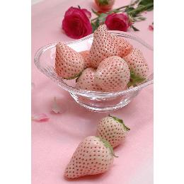 冷凍　白いいちご