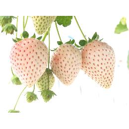 �Ⓚ�@����������((1�^kg))