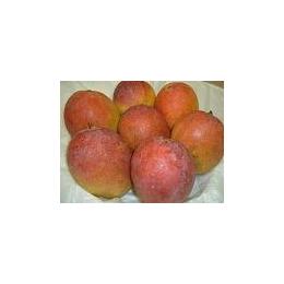 �Ⓚ�@�a�̎R�Y�@�����}���S�[((1�^kg))