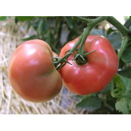 冷凍フルーツトマト