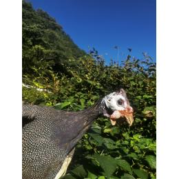 �a�̎R��������@�z���z���{�i�������j((�s���1.5�`2.5�����E1�^�H))