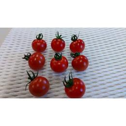 ���m���@�R�{����́w�Z�����g�}�g�x�i�t���e�B�J�j�@�t���[�c�g�}�g�E��((�s���|���ʃT�C�Y�i��50�`60�O��j�E1�^kg))