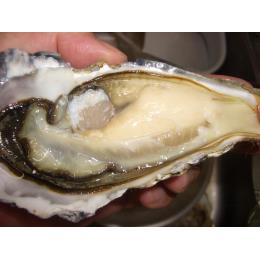 北海道・仙鳳趾　殻付き牡蠣（Ｌサイズ）