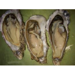 北海道・仙鳳趾　殻付き牡蠣（ＬＬサイズ）