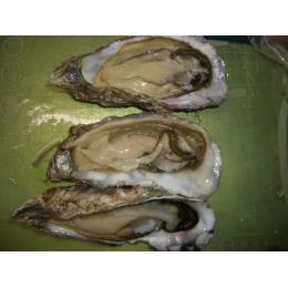北海道・仙鳳趾　殻付き牡蠣（Ｍサイズ）