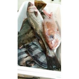 高知県宿毛　鮮魚）お勧め鮮魚セット（丸、鱗付き鮮魚）