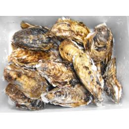 北海道・仙鳳趾　殻付き牡蠣（Sサイズ）