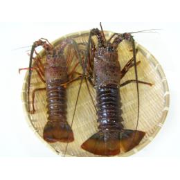 三重県　鳥羽　活　伊勢エビ（300ｇ～500ｇ前後/本）