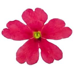 島根県奥出雲　押し花・ドライエディブルフラワー（バーベナ・ﾋﾟﾝｸ）50枚/P
