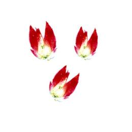 島根県奥出雲　押し花・ドライエディブルフラワー（千日紅・赤）3ｇ/P