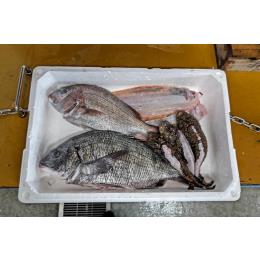 兵庫県明石　鮮魚）お勧め鮮魚セット（水洗い処理）