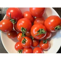高知県　山本さんの『濃い味トマト』（フルティカ）　フルーツトマト・中玉