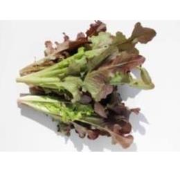 �L�@JAS���b�h�I�[�N �o��