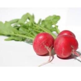 �L�@���f�B�b�V�� �o��(�o���E100�^g)