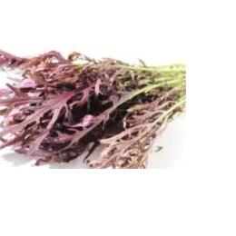 �L�@JAS���b�h�J���V���� �o��(�o���E100�^g)