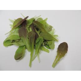 レッドロメイン　500ｇ