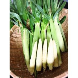 送料込みの大特価！北海道産　ピュアホワイト　【皮付きヤングコーン】