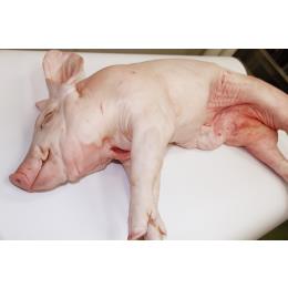 「花悠仔豚」１頭（７～１２ｋｇ）　千葉県産　チルド