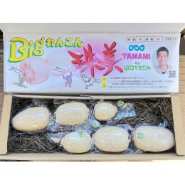 Bigれんこん珠美贈答用真空パック2kg